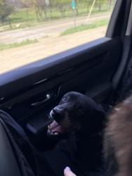 Found/Stray Male Dog last seen Trail Lake Dr & W Spurgeon St, Fort Worth, TX 76133