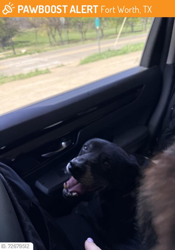 Found/Stray Male Dog last seen Trail Lake Dr & W Spurgeon St, Fort Worth, TX 76133