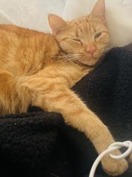 Lost Female Cat last seen Park drive , El Dorado Hills, CA 95762