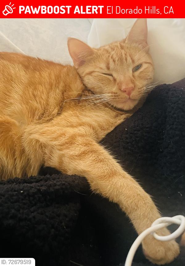 Lost Female Cat last seen Park drive , El Dorado Hills, CA 95762