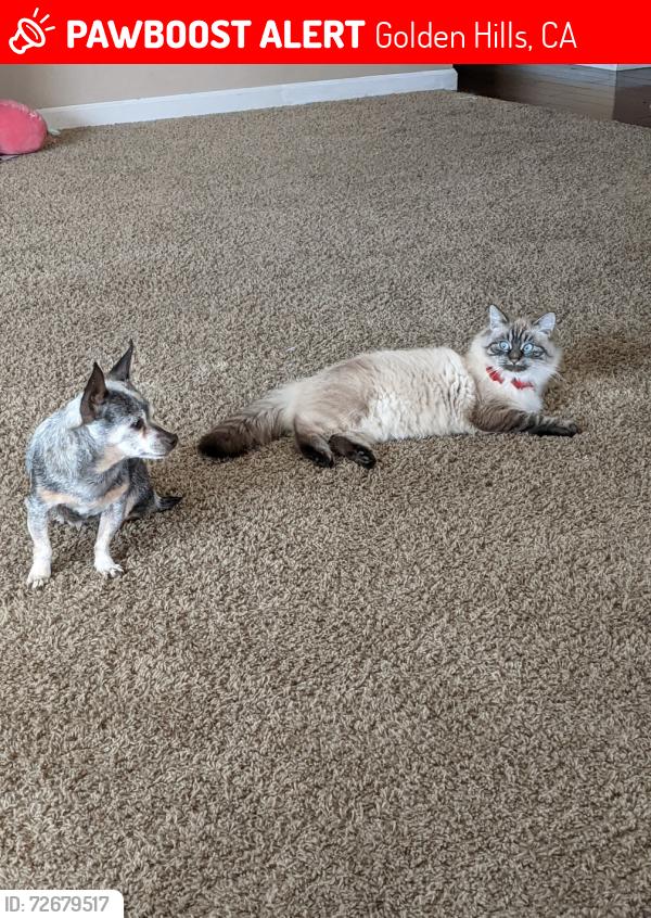 Lost Female Cat last seen Valley Vista and Rupel , Golden Hills, CA 93561