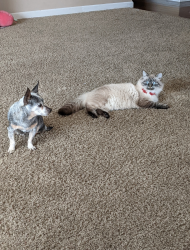 Lost Female Cat last seen Valley Vista and Rupel , Golden Hills, CA 93561
