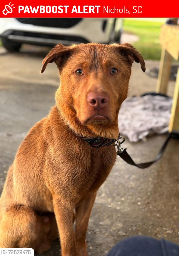 Lost Male Dog last seen Duford, SC , Nichols, SC 29581