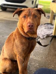 Lost Male Dog last seen Duford, SC , Nichols, SC 29581
