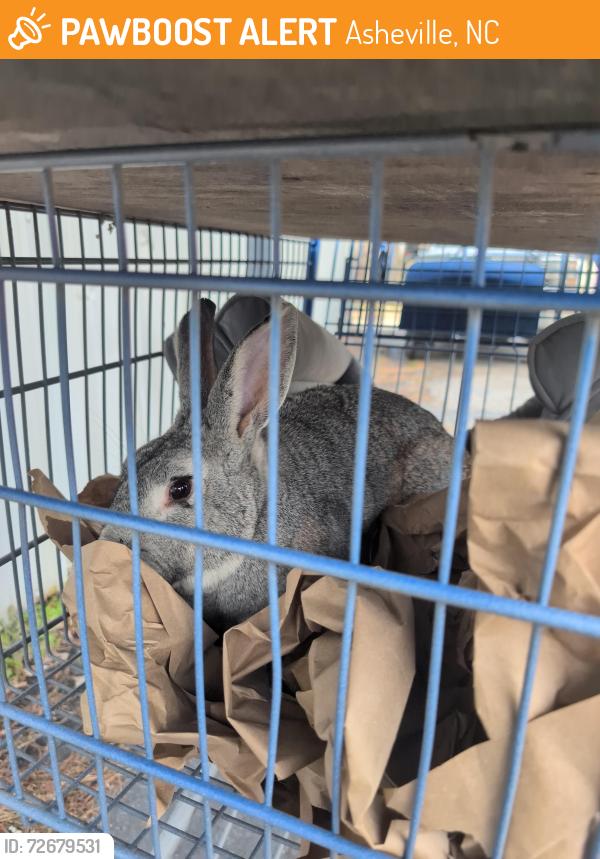 Found/Stray Unknown Rabbit last seen Hillman brewery , Asheville, NC 28803