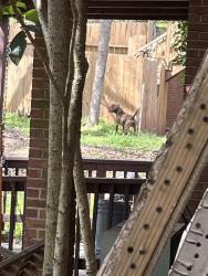 Found/Stray Unknown Dog last seen Lawrenceville hwy and sugarloaf , Lawrenceville, GA 30044