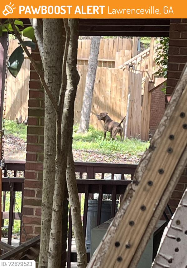 Found/Stray Unknown Dog last seen Lawrenceville hwy and sugarloaf , Lawrenceville, GA 30044