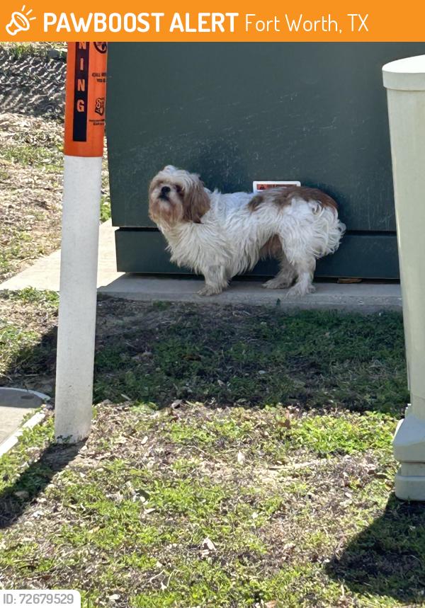 Found/Stray Unknown Dog last seen Urban Air begind, Fort Worth, TX 76123