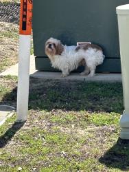 Found/Stray Unknown Dog last seen Urban Air begind, Fort Worth, TX 76123