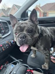 Found/Stray Male Dog last seen Plantation Lakes subdivision Tahoe Dr , Olive Branch, MS 38654