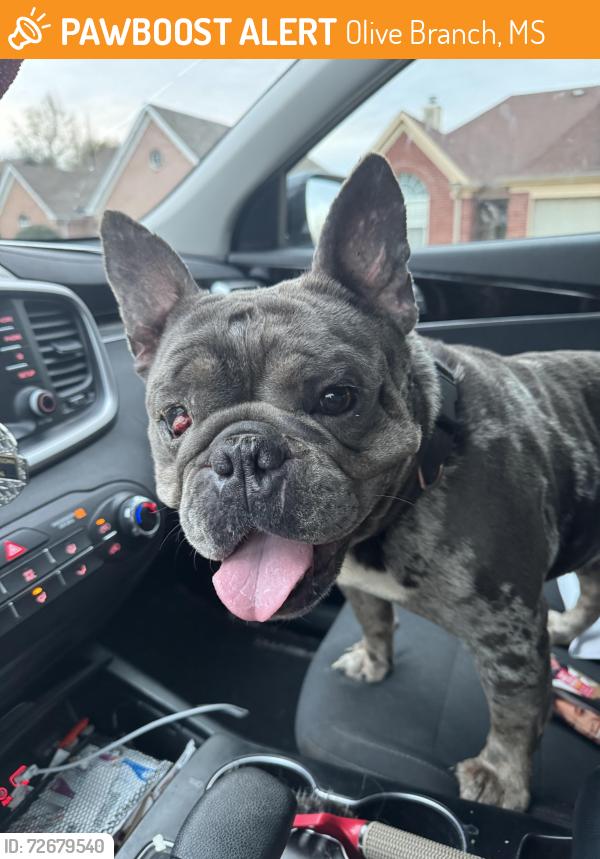 Found/Stray Male Dog last seen Plantation Lakes subdivision Tahoe Dr , Olive Branch, MS 38654