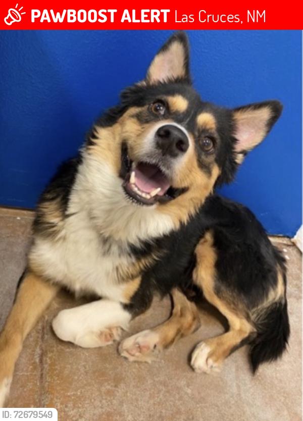 Lost Male Dog last seen Bixler dr & bataan memorial w, Las Cruces, NM 88012