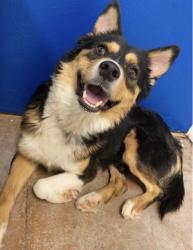 Lost Male Dog last seen Bixler dr & bataan memorial w, Las Cruces, NM 88012