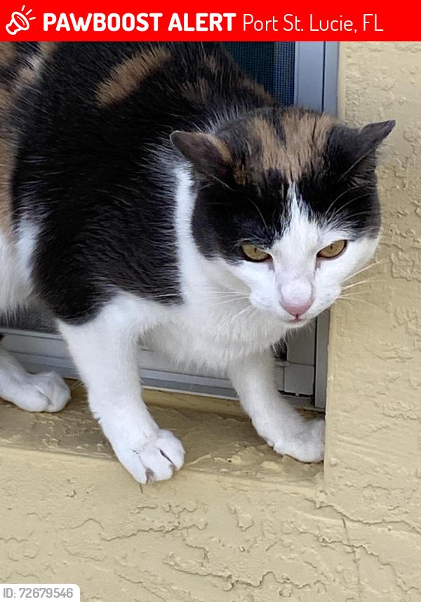 Lost Female Cat last seen Palm lake Gardens, Port St. Lucie, FL 34983
