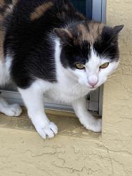 Lost Female Cat last seen Palm lake Gardens , Port St. Lucie, FL 34983