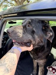 Found/Stray Male Dog last seen Trail Lake Dr & W Spurgeon St, Fort Worth, TX 76133
