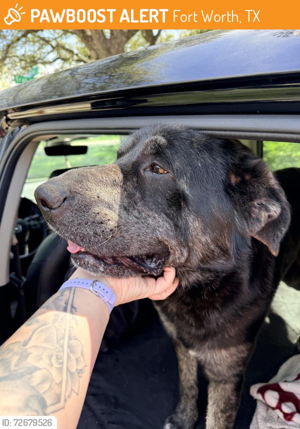 Found/Stray Male Dog last seen Trail Lake Dr & W Spurgeon St, Fort Worth, TX 76133