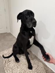 Found/Stray Male Dog last seen Simpson Rd & Olive Ave, Winchester, CA 92596