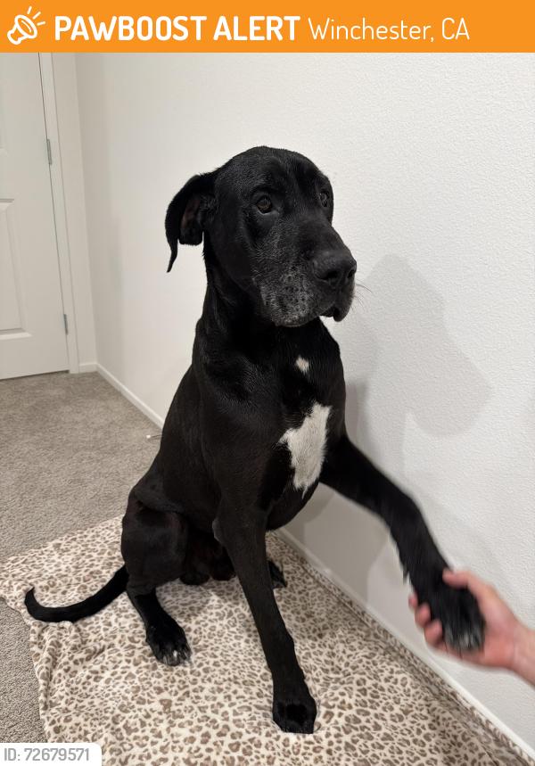 Found/Stray Male Dog last seen Simpson Rd & Olive Ave, Winchester, CA 92596