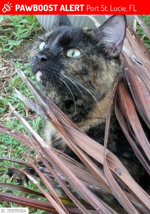 Lost Female Cat last seen Dunn Rd & Duke Circle, Port St. Lucie, FL 34983