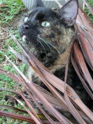 Lost Female Cat last seen Dunn Rd & Duke Circle, Port St. Lucie, FL 34983