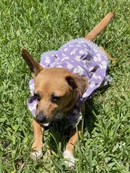 Lost Female Dog last seen Near Westview Conroe,, Conroe, TX 77304
