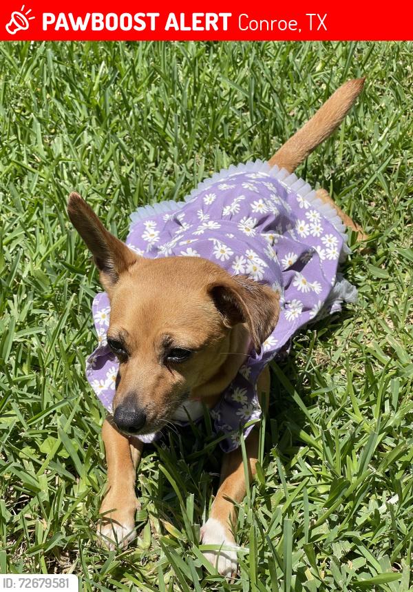 Lost Female Dog last seen Near Westview Conroe,, Conroe, TX 77304