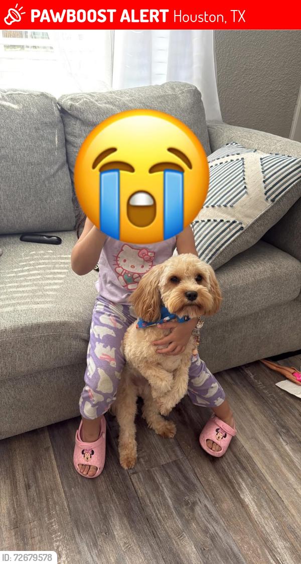 Lost Male Dog last seen Levering Ln , Bellingham Dr , woodwick St, Houston, TX 77028