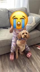 Lost Male Dog last seen Levering Ln , Bellingham Dr , woodwick St, Houston, TX 77028