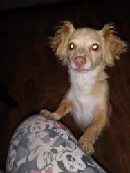 Lost Female Dog last seen Near st , Los Angeles, CA 90037