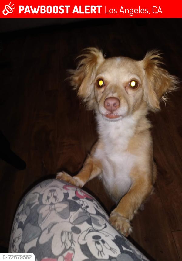 Lost Female Dog last seen Near st , Los Angeles, CA 90037