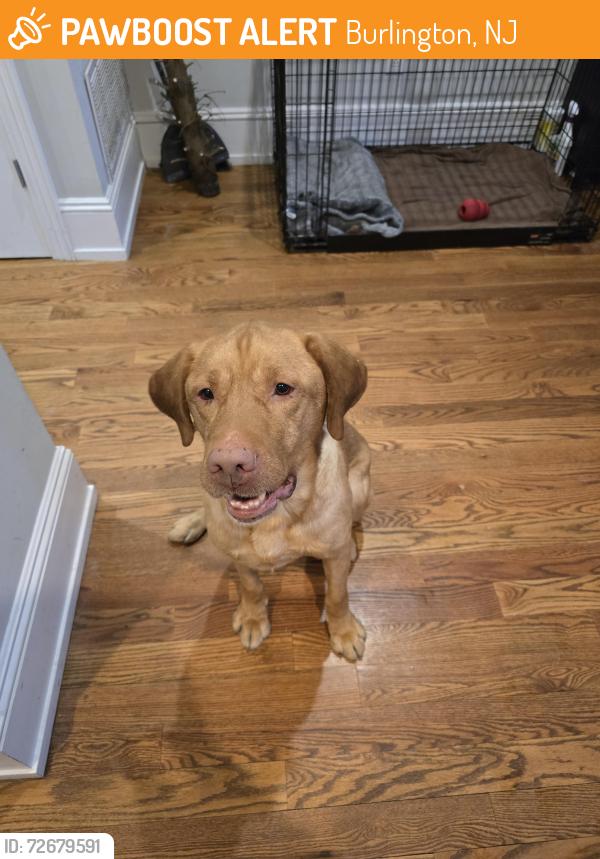 Found/Stray Male Dog last seen Unsure, Burlington, NJ 08016