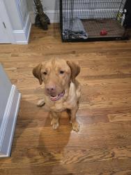 Found/Stray Male Dog last seen Unsure, Burlington, NJ 08016