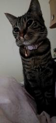Lost Female Cat last seen Sage and Dysart Rd, Avondale, AZ 85392
