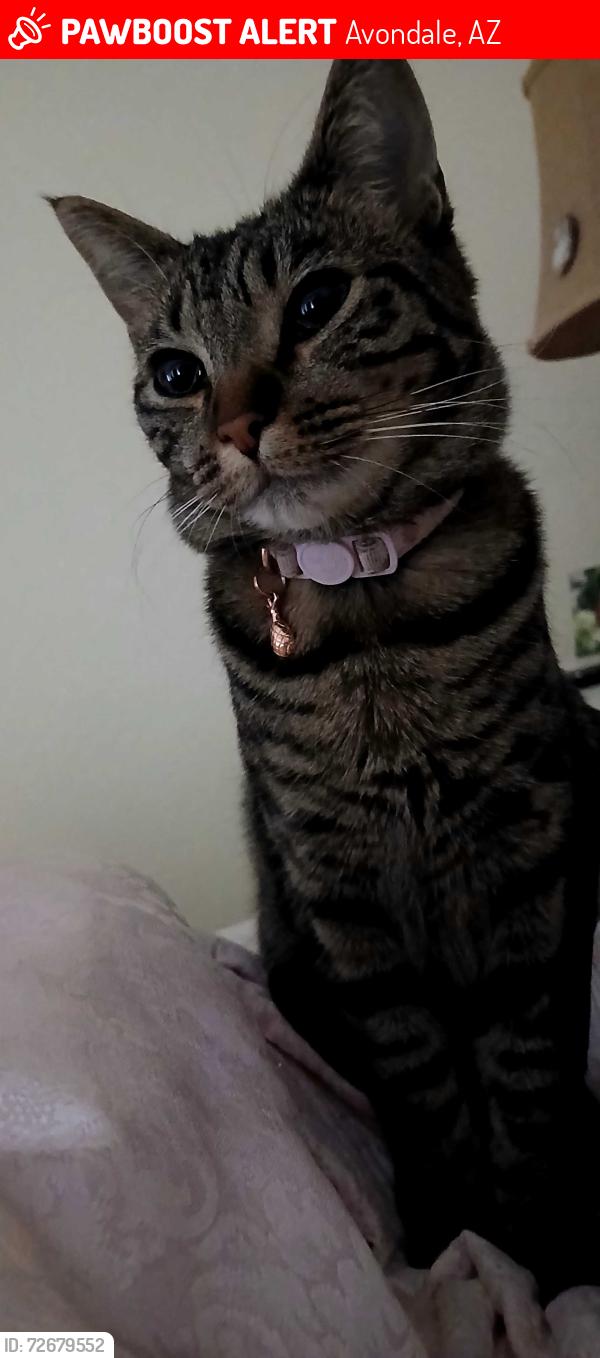 Lost Female Cat last seen Sage and Dysart Rd, Avondale, AZ 85392