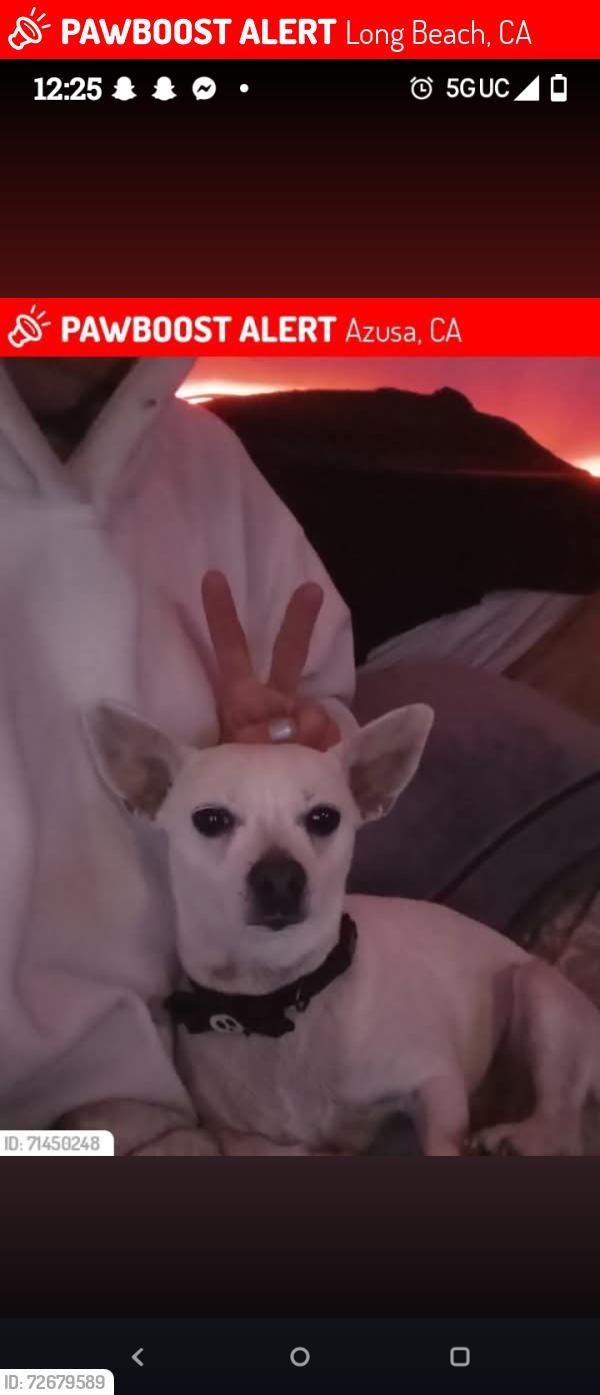 Lost Female Dog last seen broadway/4thst, Long Beach, CA 90802
