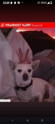 Lost Female Dog last seen broadway/4thst, Long Beach, CA 90802