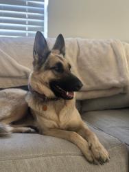Lost Female Dog last seen Poinciana parkway off exit 1, Kissimmee, FL 34758