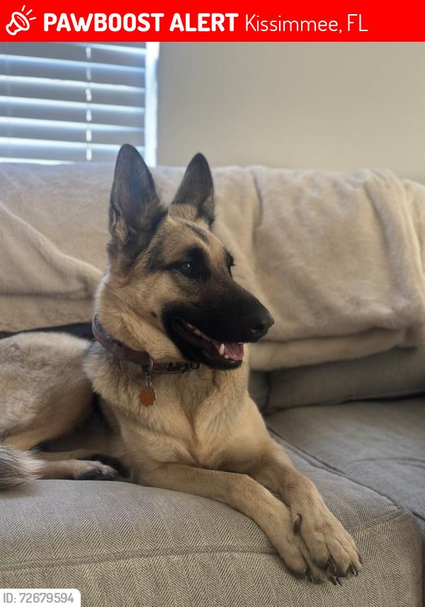 Lost Female Dog last seen Poinciana parkway off exit 1, Kissimmee, FL 34758