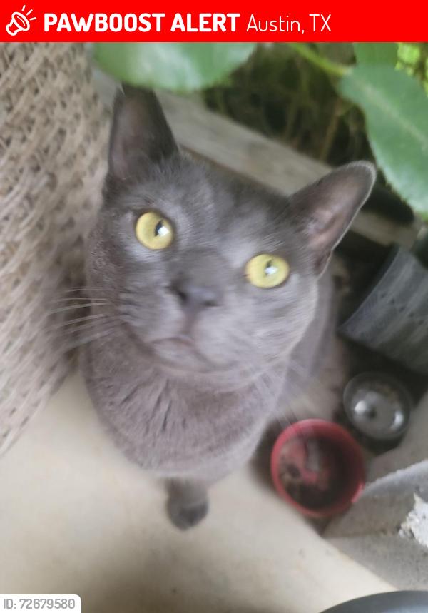 Lost Male Cat last seen Near Del Valle, Tx, 78617, Austin, TX 78617