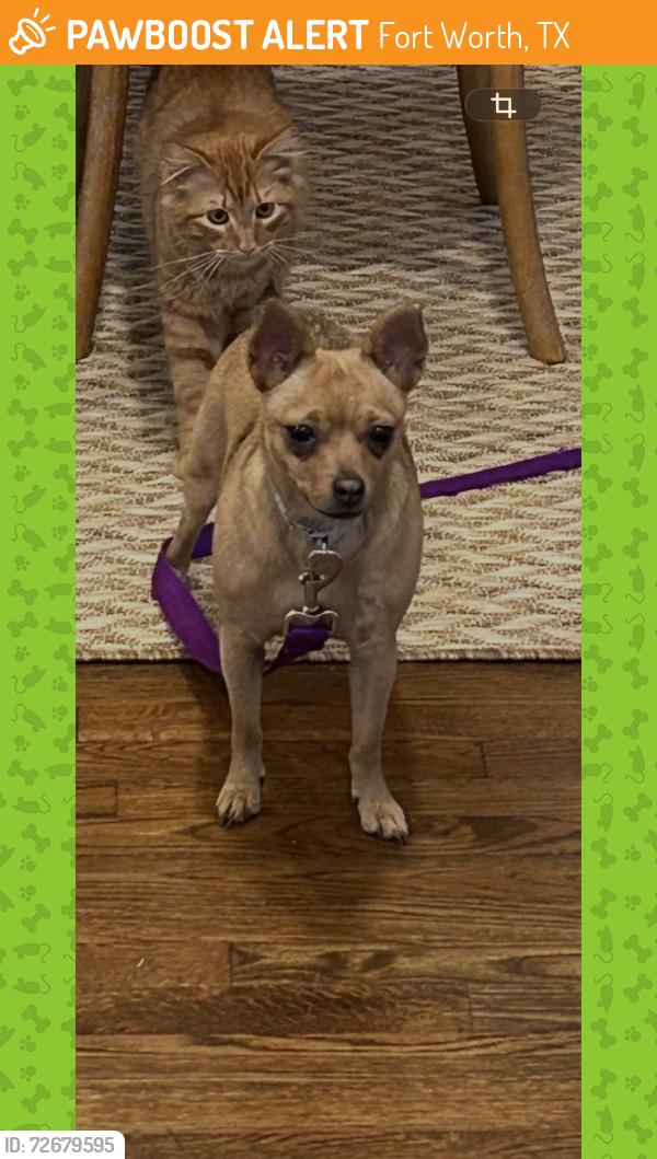 Found/Stray Female Dog last seen Near rosemont ave Fort Worth, Fort Worth, TX 76116