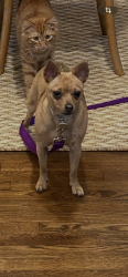 Found/Stray Female Dog last seen Near rosemont ave Fort Worth, Fort Worth, TX 76116