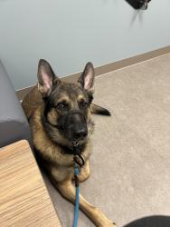 Lost Male Dog last seen Whipple Rd, Mount Pleasant, SC 29464