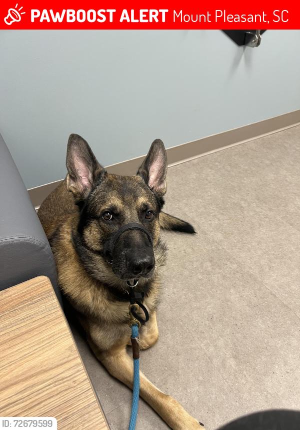 Lost Male Dog last seen Whipple Rd, Mount Pleasant, SC 29464
