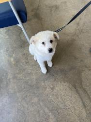 Found/Stray Male Dog last seen Elm Grove/ James A Forster Waterview Rowlett Tx, Rowlett, TX 75089