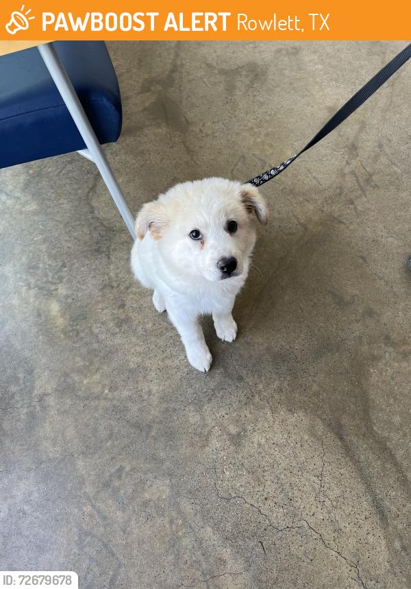 Found/Stray Male Dog last seen Elm Grove/ James A Forster Waterview Rowlett Tx, Rowlett, TX 75089