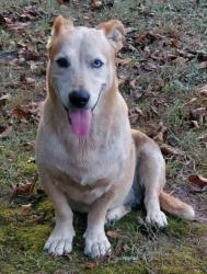 Reunited Female Dog last seen Hwy 62 (Gallups Xrd) and Hwy 280, Harpersville, AL 35078