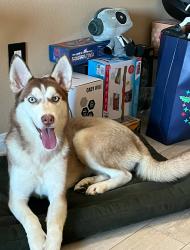 Lost Female Dog last seen 3rd Ave & Arbor Vitae, Inglewood, CA 90305