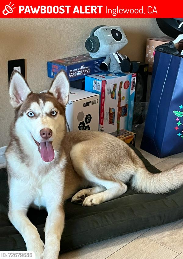 Lost Female Dog last seen 3rd Ave & Arbor Vitae, Inglewood, CA 90305