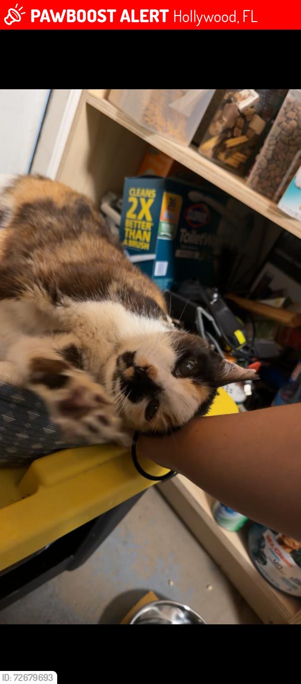 Lost Female Cat last seen Near & Davie road ext, Hollywood, FL 33024